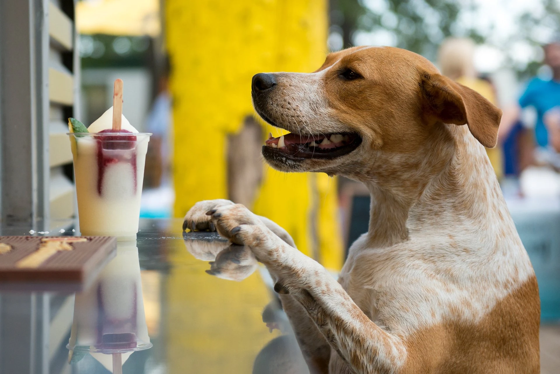 Dog looking at a frozen treat at Brews N Paws