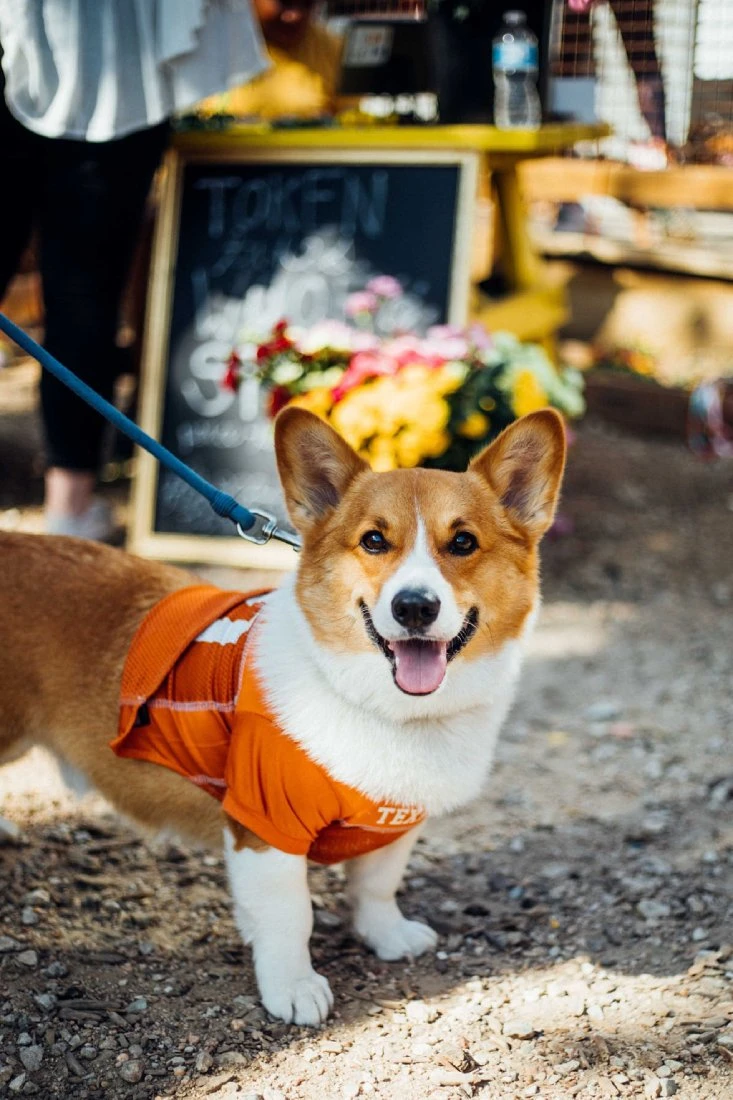 Dogs playing at Brew and Paws in Austin
