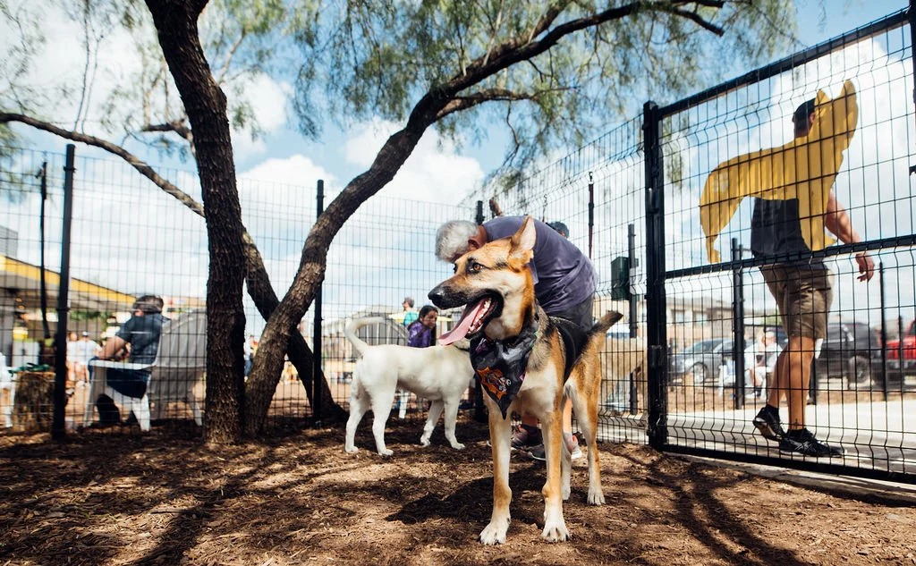 Dogs and guests enjoying the outdoor dog park at Brews N Paws in Austin