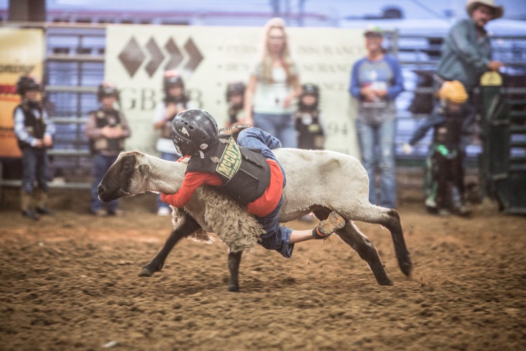 Mutton Bustin 2