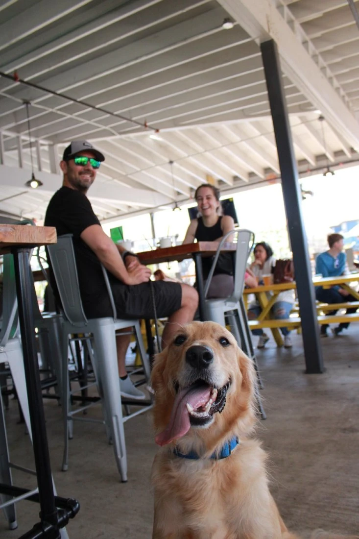 Guests relaxing with dogs at Brew and Paws in Austin
