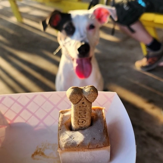 Dogs playing at park