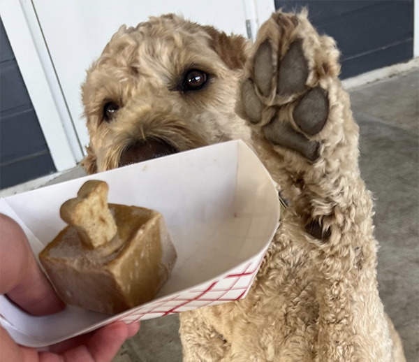Dog at Brew and Paws
