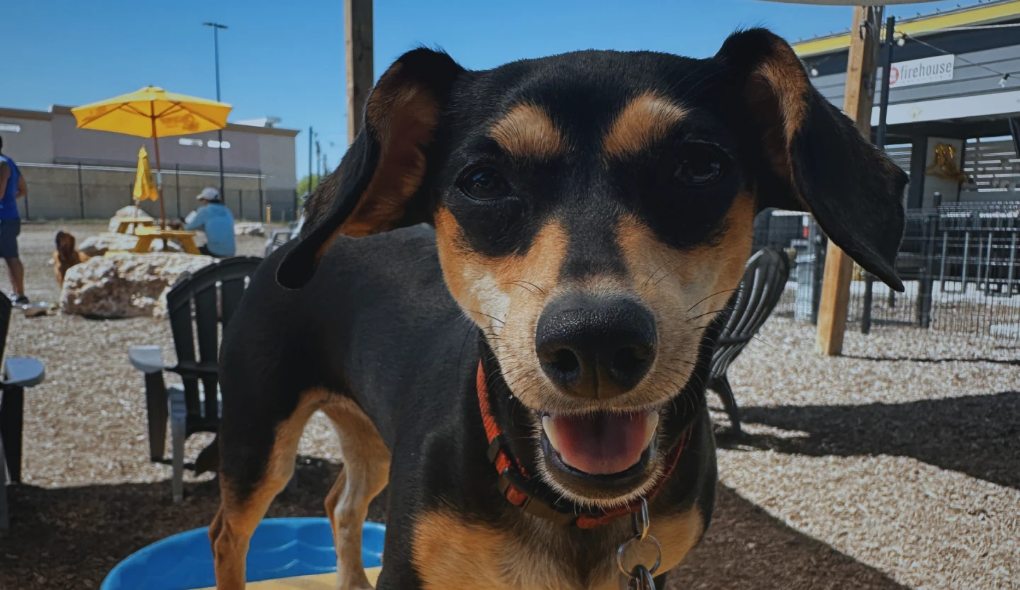 Happy dog at the Brews N Paws outdoor patio