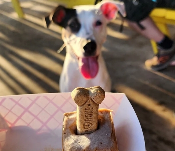 Dog enjoying Brew and Paws