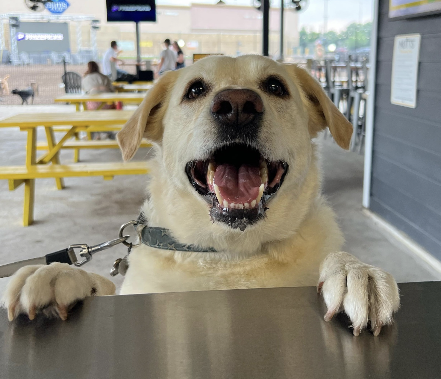Happy dog at Brew and Paws