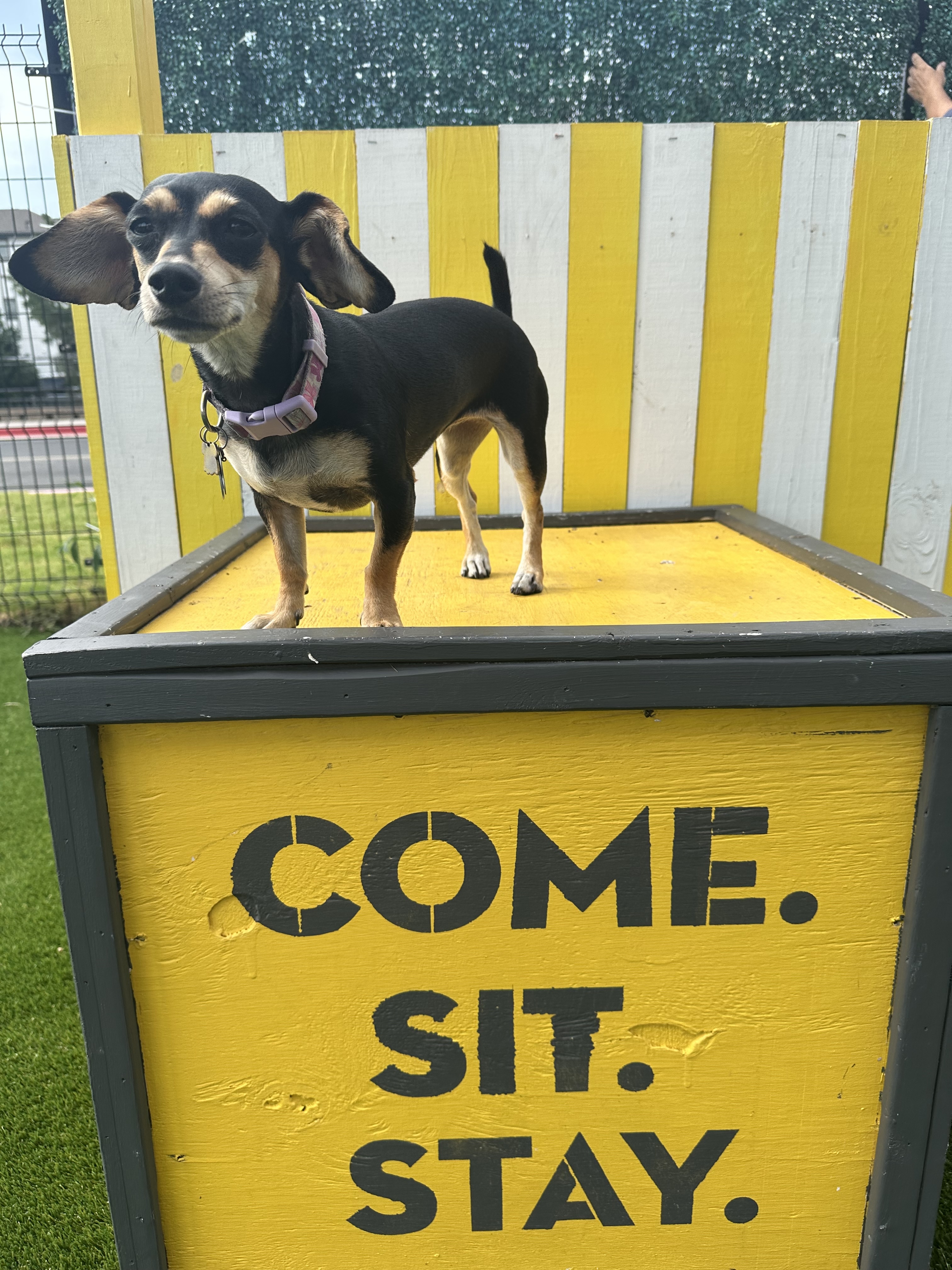 Come Sit and Stay at Brew and Paws